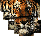 The Paper Tiger